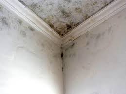 Forensic Mold Investigation in Lucasville, OH